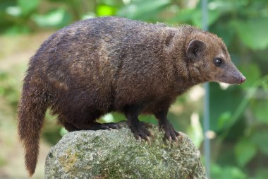 Genel Kusimanse (Crossarchus obscurus)