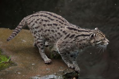 balıkçı kedi (Prionailurus viverrinus). 