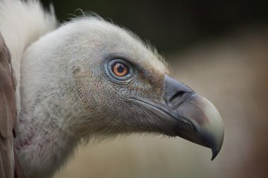 Griffon vulture (Gyps fulvus). clipart