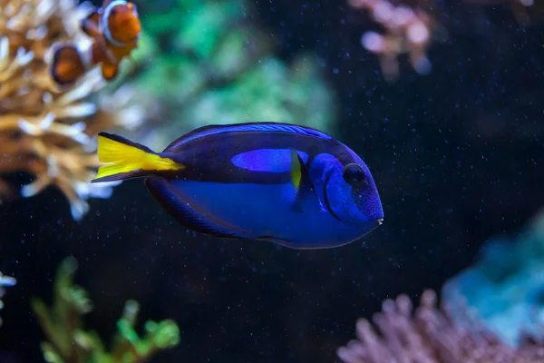 Blå kirurgfisk (Palettkirurg tillhör). — Stockfoto