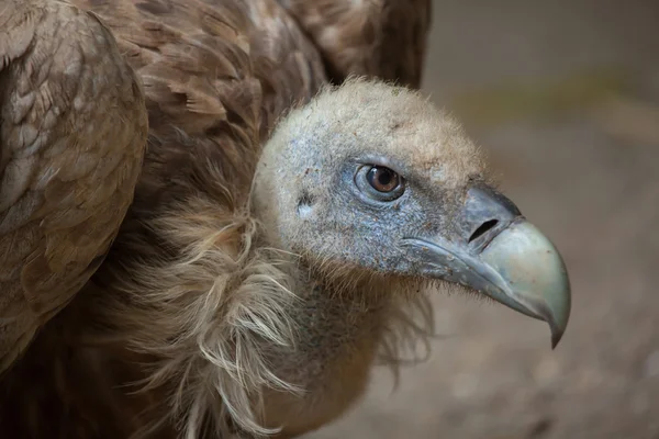 Griffon vulture (Gyps fulvus). — Stock Photo, Image