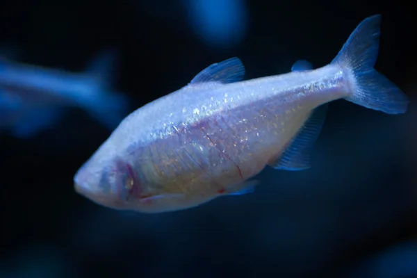 Tetra mexicano (Astyanax mexicanus ). — Foto de Stock