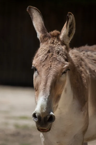 Perský onager (Equus hemionus onager). — Stock fotografie