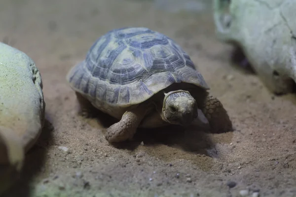 Russische tortoise (Agrionemys horsfieldii) — Stockfoto