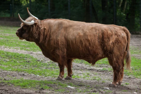 Σκωτσέζικο ορεινών βοοειδών (Bos primigenius taurus). — Φωτογραφία Αρχείου