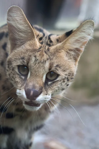 薮猫 (Leptailurus 薮) — 图库照片