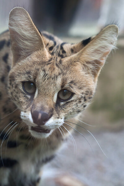 Сервал (Leptailurus serval)
)
