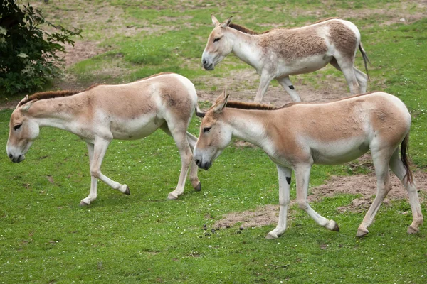 Kulan turcomano (Equus hemionus kulan ). — Foto de Stock