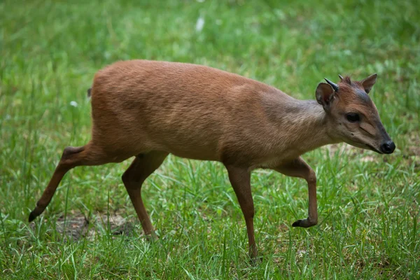 Red forest duiker (Cephalophus natalensis). — Stock Photo, Image