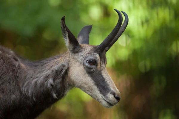 Gamuza alpina (Rupicapra rupicapra rupicapra ). — Foto de Stock