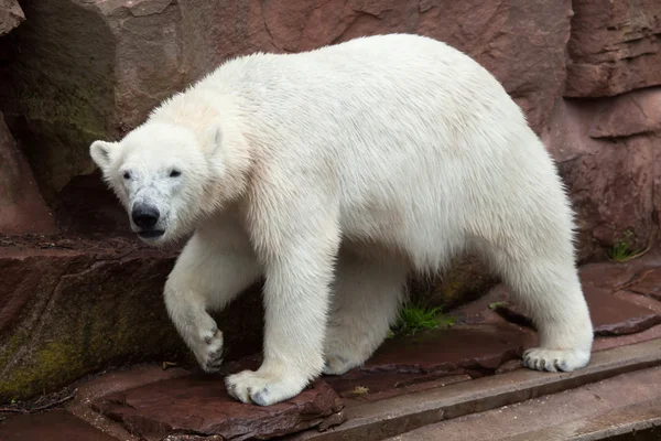 Niedźwiedź polarny (ursus maritimus). — Zdjęcie stockowe