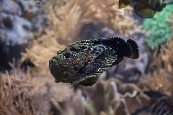 Resif Stonefish (Synanceia Verrucosa). — Stok fotoğraf