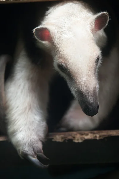 Southern tamandua (Tamandua tetradactyla) — Stock Photo, Image