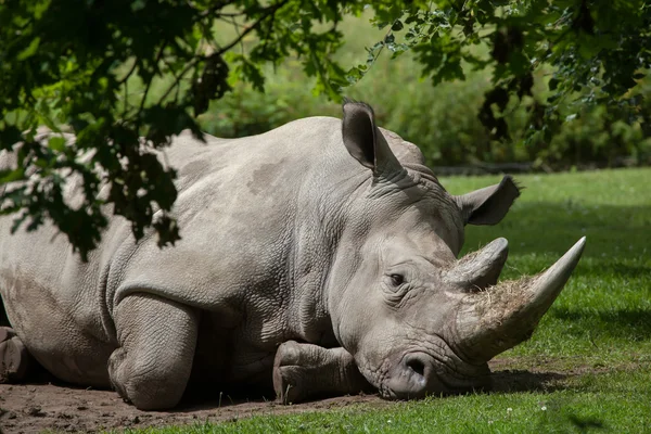 güneyli beyaz gergedan