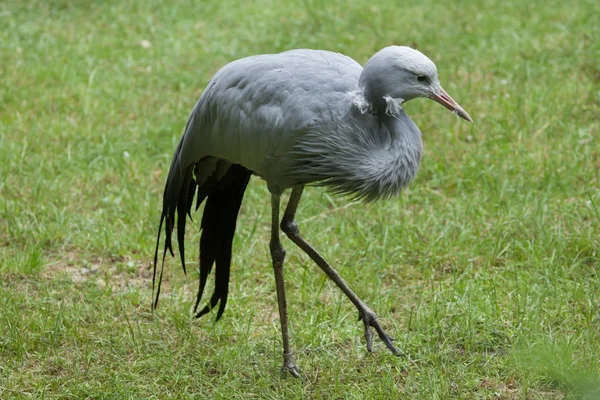 Guindaste azul (Grus paradisea ). — Fotografia de Stock