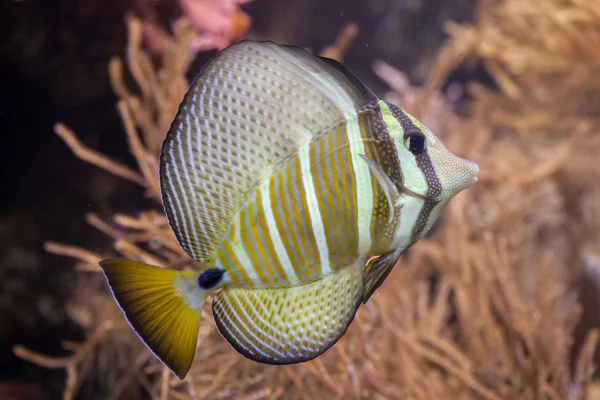 Морской тан (Zebrasoma veliferum ). — стоковое фото