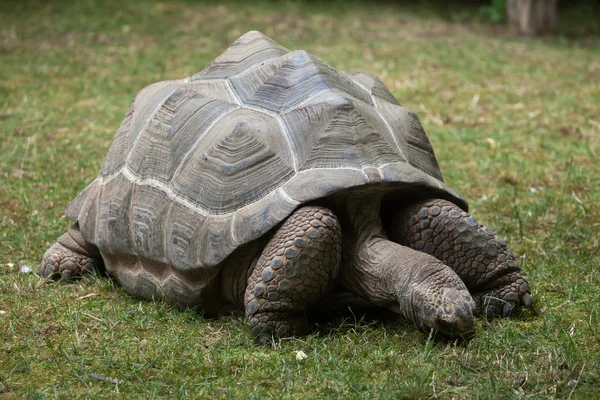 Aldabra giant tortoise (Aldabrachelys gigantea).). — стокове фото