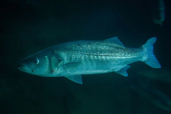 Salmonete cinzento grosso — Fotografia de Stock