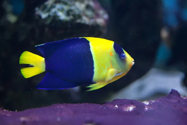 Bicolor angelfish (Centropyge bicolor) — Stok Foto