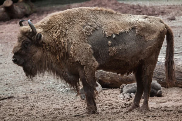 Evropský bizon (Bizon bonasus). — Stock fotografie