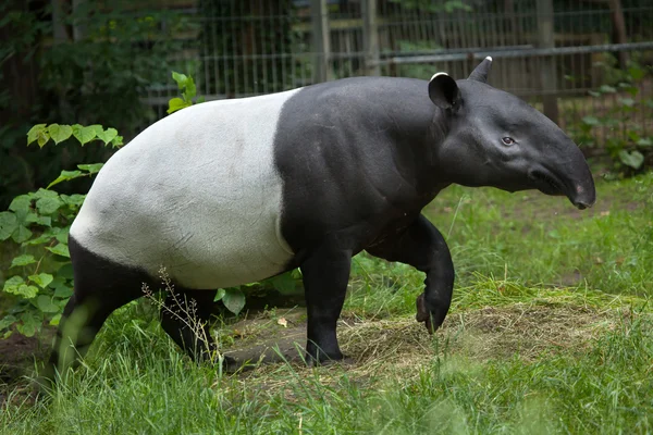 Ázsiai tapír (tapirus indicus). — Stock Fotó