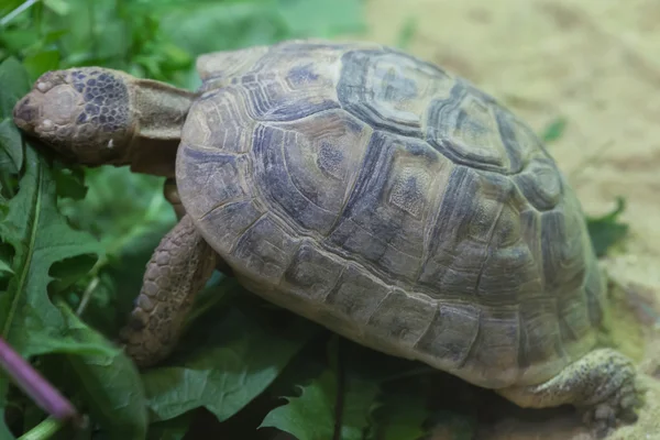 러시아 거북 (Agrionemys horsfieldii) — 스톡 사진