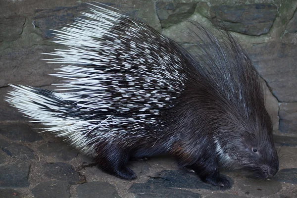 Porco-espinho-de-crista (Hystrix indica ) — Fotografia de Stock