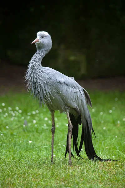 Modrá jeřáb (Grus paradisea). — Stock fotografie