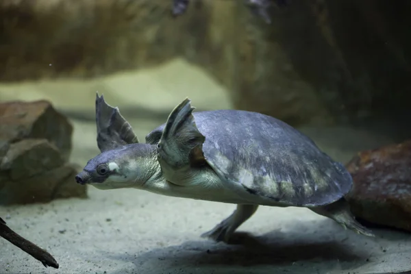 Schweinsnasenschildkröte (carettochelys insculpta)) — Stockfoto