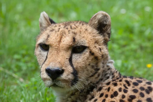 Cheetah (Acinonyx jubatus). — Stockfoto