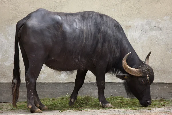 Búfalo de agua asiático — Foto de Stock
