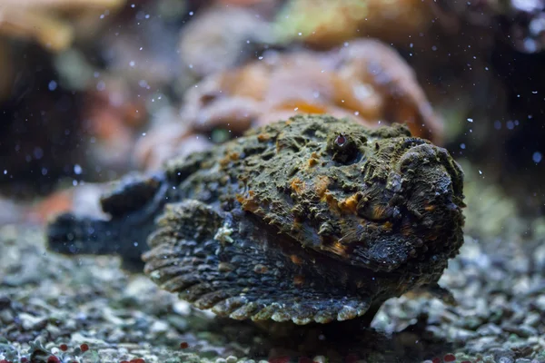 Pez piedra de arrecife (Synanceia verrucosa ). — Foto de Stock