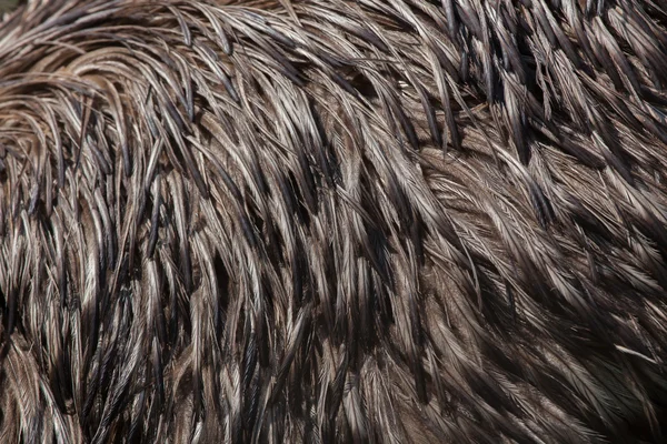 EMU (Emufélék novaehollandiae). Tollazata textúra. — Stock Fotó