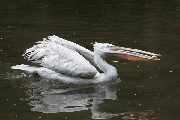 Dalmát pelikán (Pelecanus crispus)). — Stock Fotó