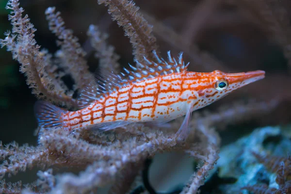 Longnose hawkfish (Oxycirrhites typus). — Stock Photo, Image