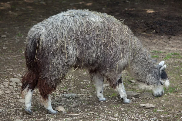 Alpaca (Vicugna pacos). — Foto de Stock