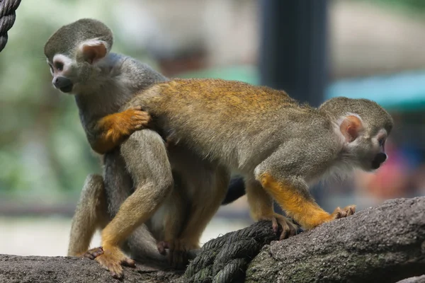 Monos ardilla comunes — Foto de Stock