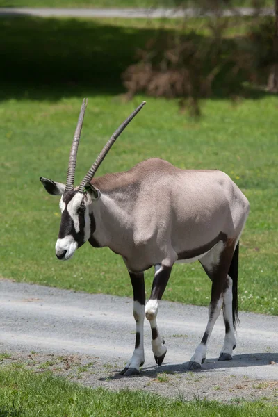 Gemsbok (Oryx gazella gazella) — Stok fotoğraf