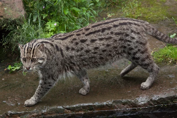 Fishing cat (Prionailurus viverrinus). — Stock Photo, Image