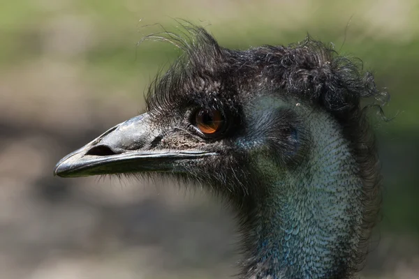 Emu (Dromaius novaehollandiae) ). — стоковое фото