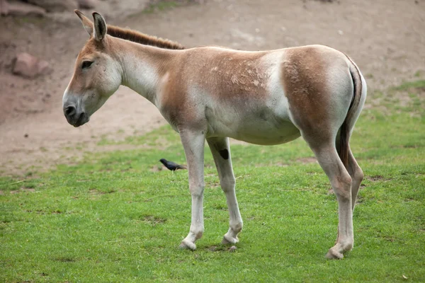 Kulan turcomano (Equus hemionus kulan ). — Foto de Stock