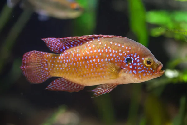 Afrikanska jewelfish (Hemichromis bimaculatus). — Stockfoto