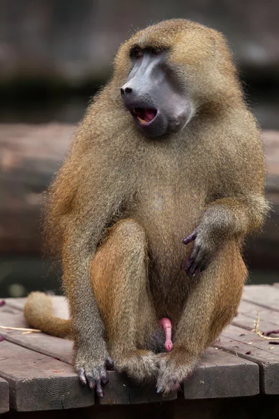 几内亚狒狒 (魈魈). — 图库照片