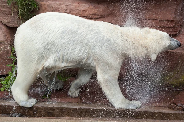 ホッキョクグマ(ursus martimus). — ストック写真