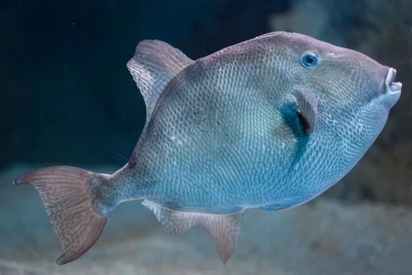 Pez ballesta gris (Balistes capriscus ). — Foto de Stock