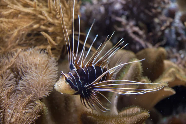 Clearfin lionfish (Pterois radiata). — Stockfoto