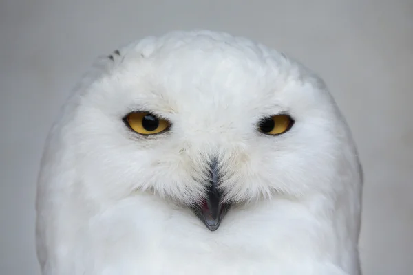 Coruja-de-neve (Bubo scandiacus). — Fotografia de Stock