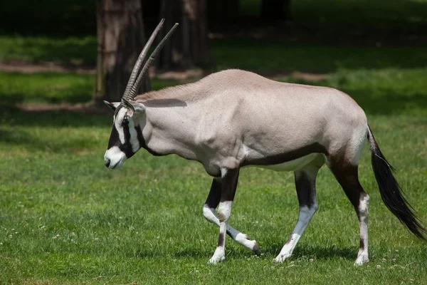 Gemsbok (Oryx gazella gazella) — стокове фото