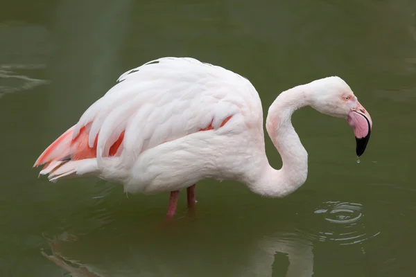 Grotere Flamingo (Phoenicopterus roseus). — Stockfoto