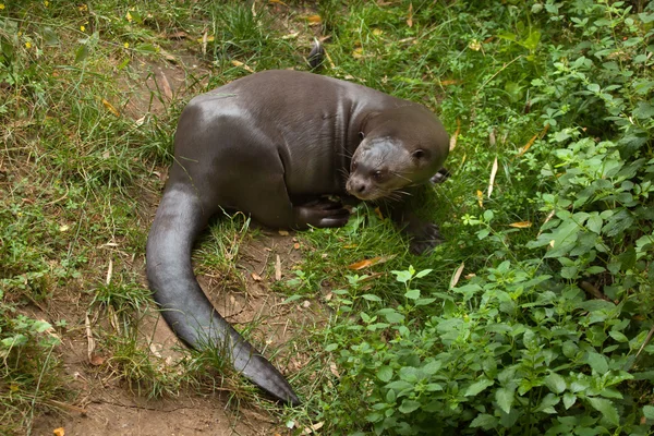 巨大なカワウソ (Pteronura ○ ゴムノキ). — ストック写真